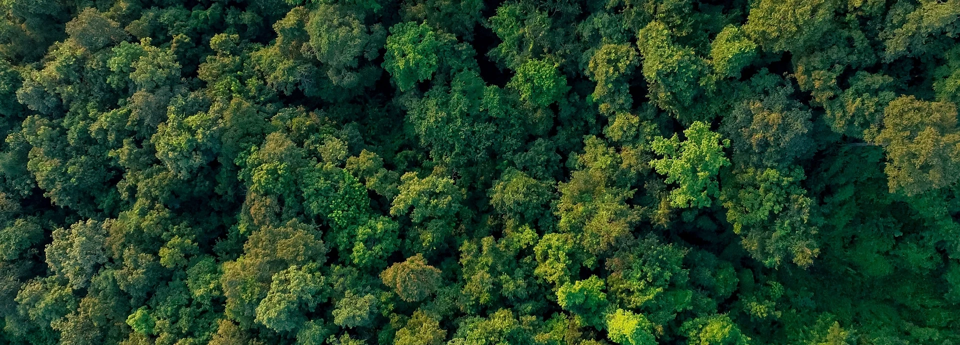 Luftaufnahme eines grünen Wald 